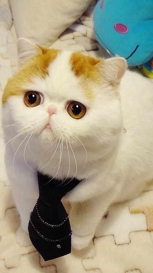 ×î¸ß·¨µÚËÄѲ»Ø·¨Í¥³ÉÁ¢ÒÔÀ´½á°¸1.3ÍòÓà¼þ