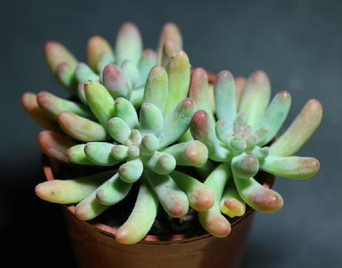 ֱΪʯҵ 㶫Ļᡰ˷硱ת